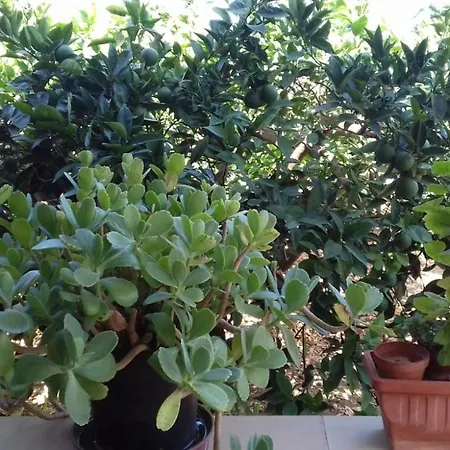 Appartamento Al Profumo Di Zagare *