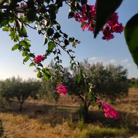 Al Profumo Di Zagare Locogrande