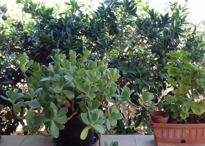 公寓 Al Profumo Di Zagare *