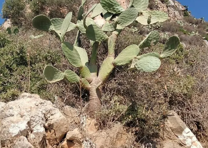 公寓 Al Profumo Di Zagare 罗戈·格兰德