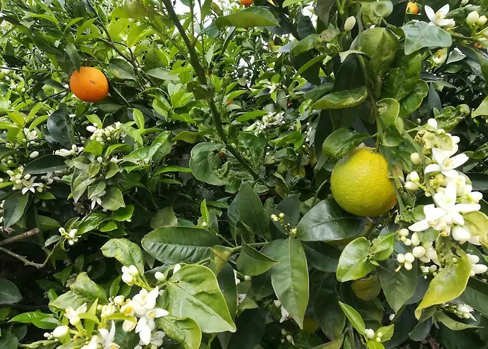 公寓 Al Profumo Di Zagare *